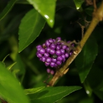 59